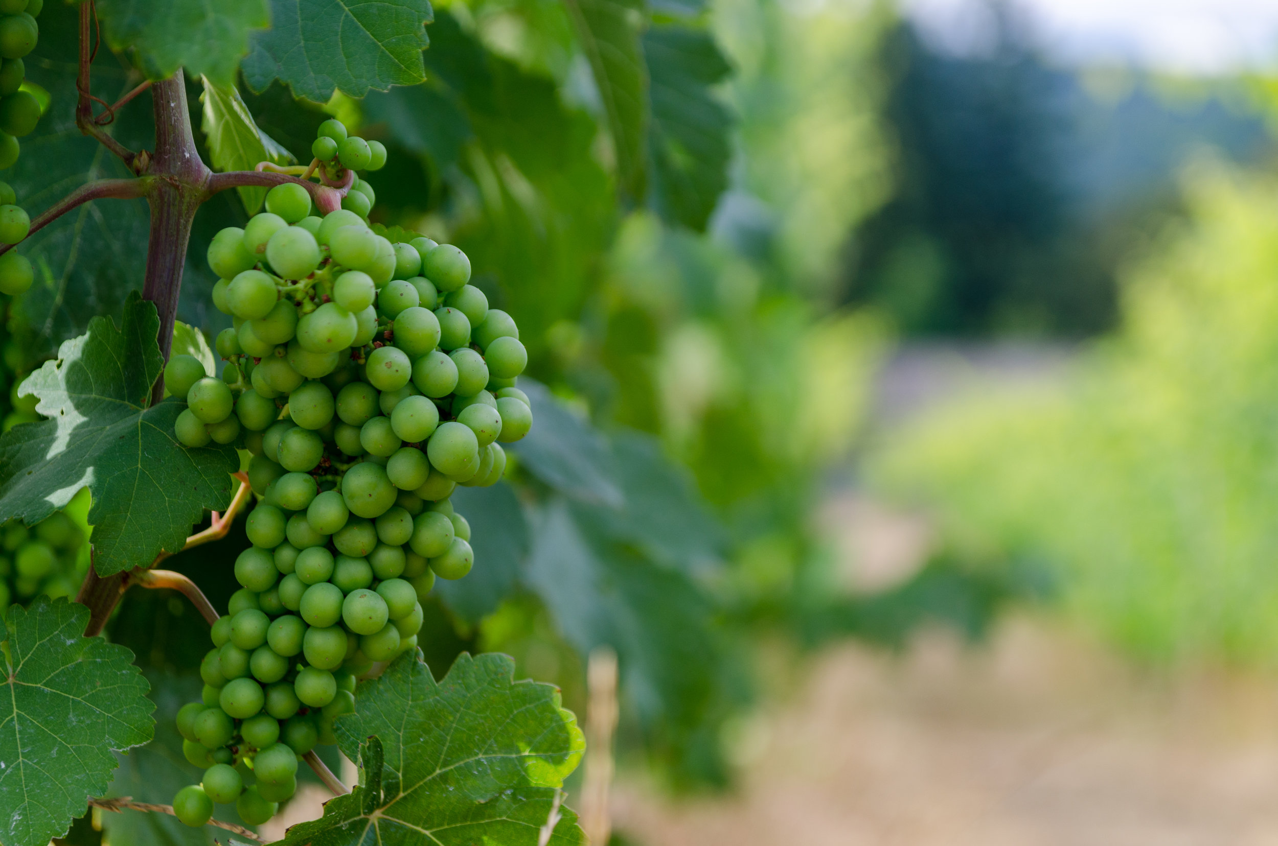 Ripening Wine Grapes Venturi Schulze Vineyards