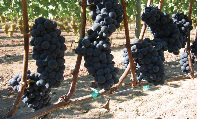 Pinot Noir Wine Grapes Venturi Schulze Vineyards