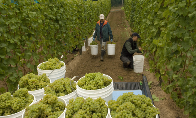 Grape Harvest at Venturi Schulze Vineyards