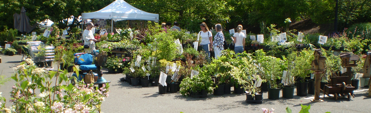 Lewis ginter plant sale