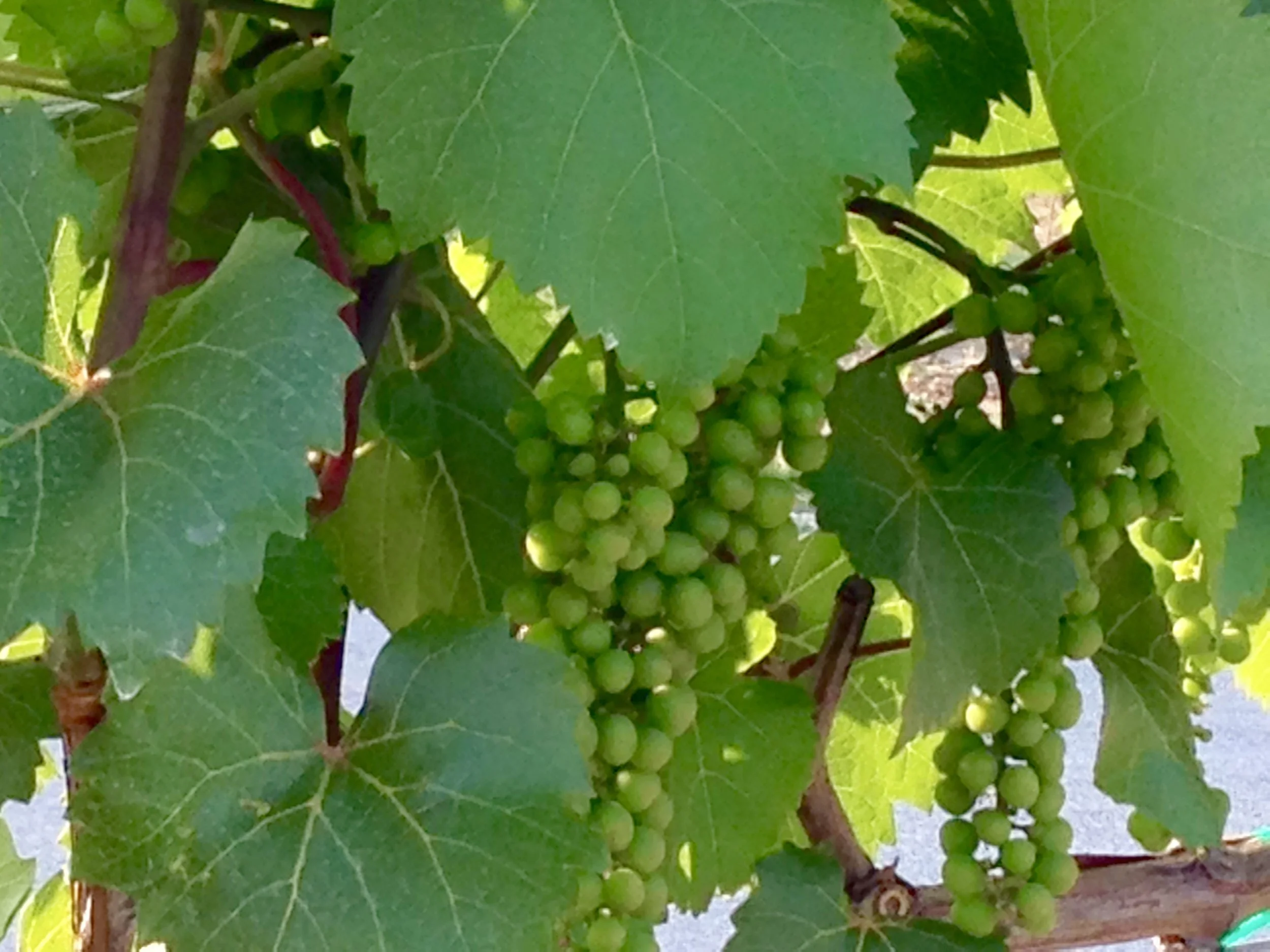 Our Vineyard — Harbor Ridge Winery