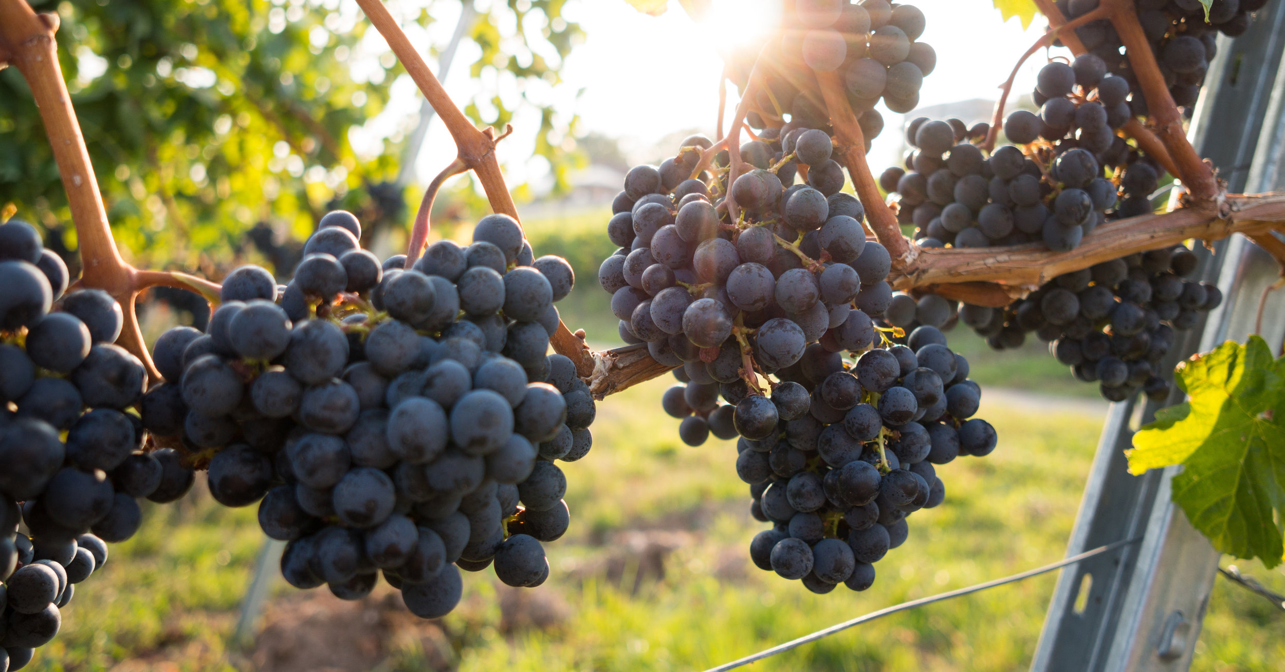 Harbor Ridge Winery