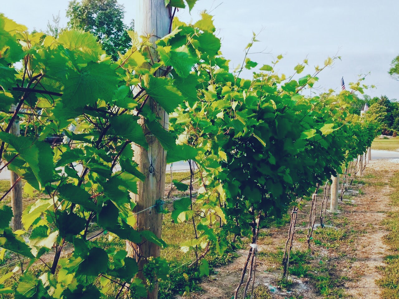 Top notch wines and friendly, knowledgeable staff. Fun atmosphere, everyone was having a good time and the place was packed. One of my favorite wineries in Door County.