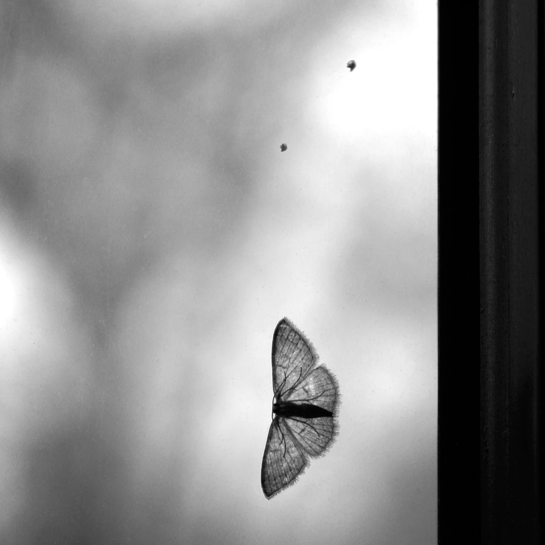 Autumn 2004, Zen Moth