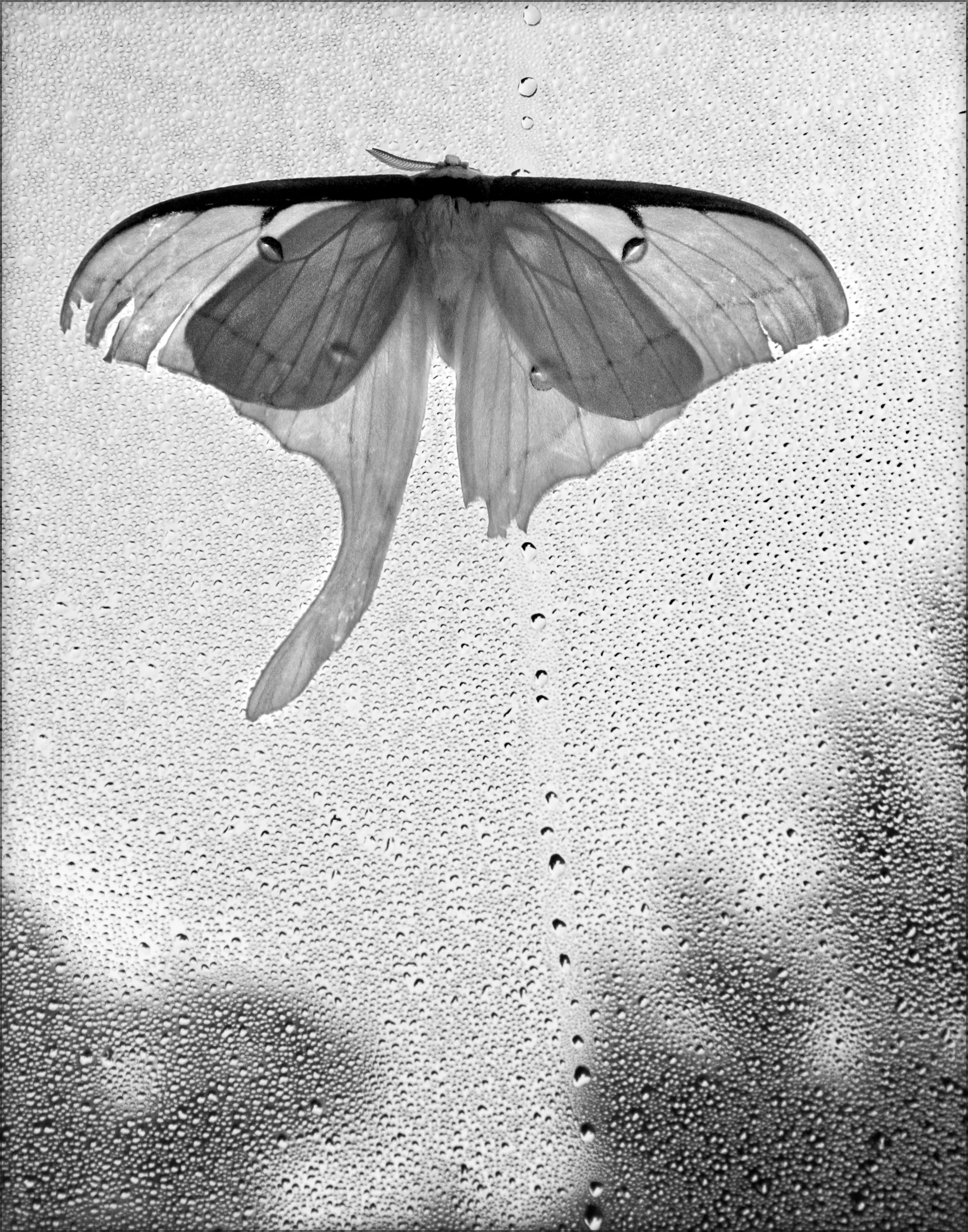 Summer 2005, Luna Moth, Rising