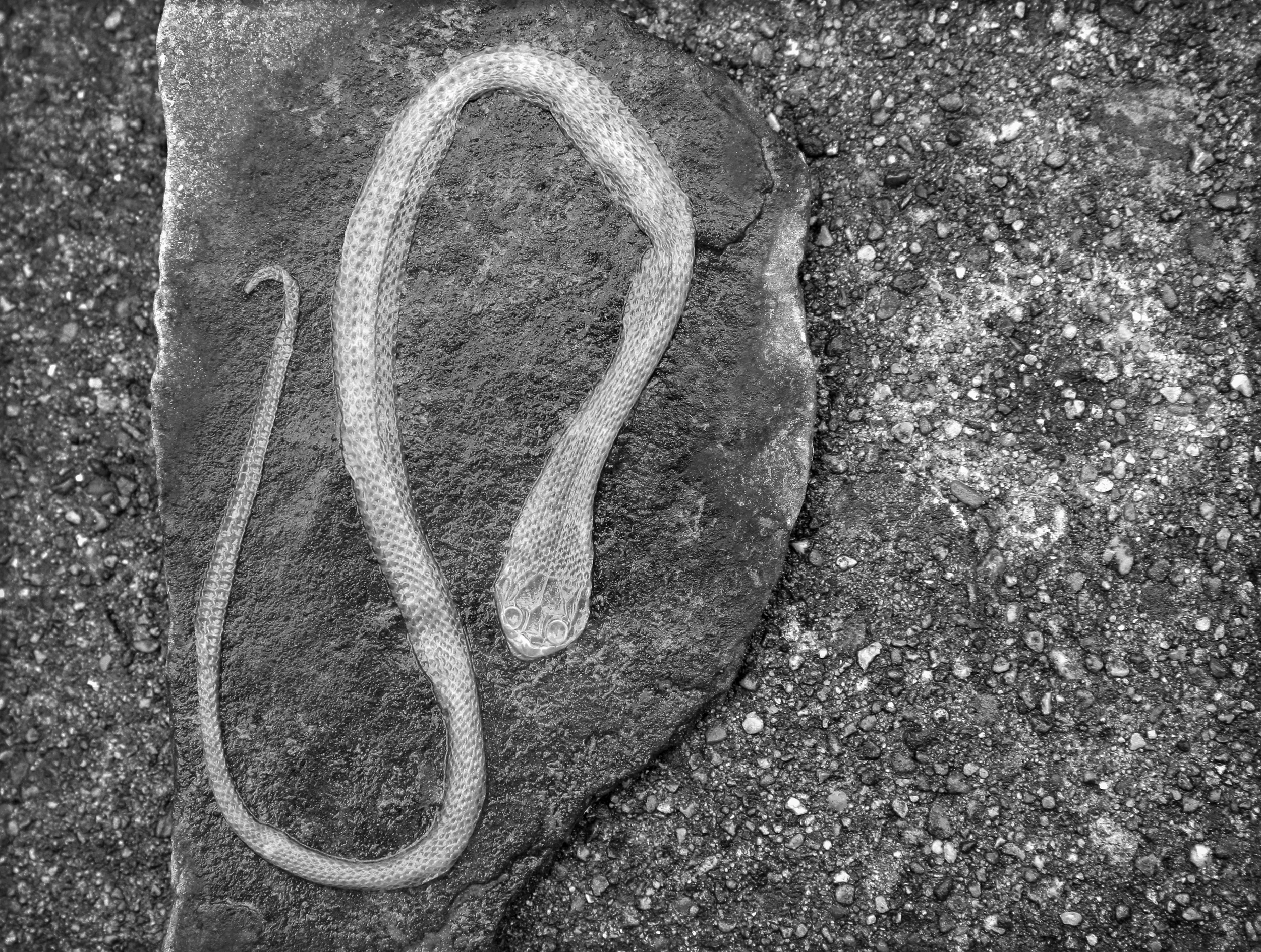 Summer 2005, Snakeskin on Stone