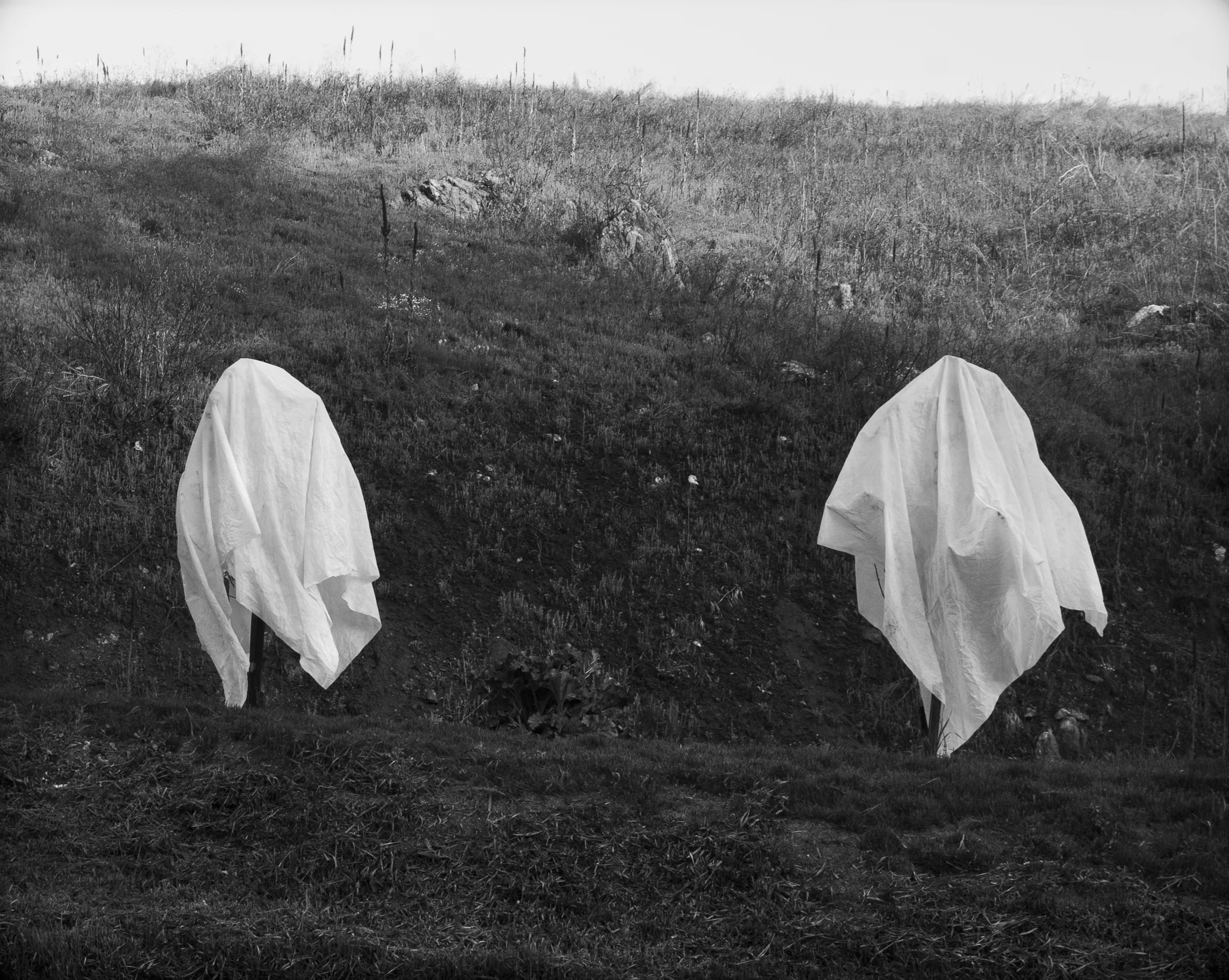 Spring 2008, Cloaked