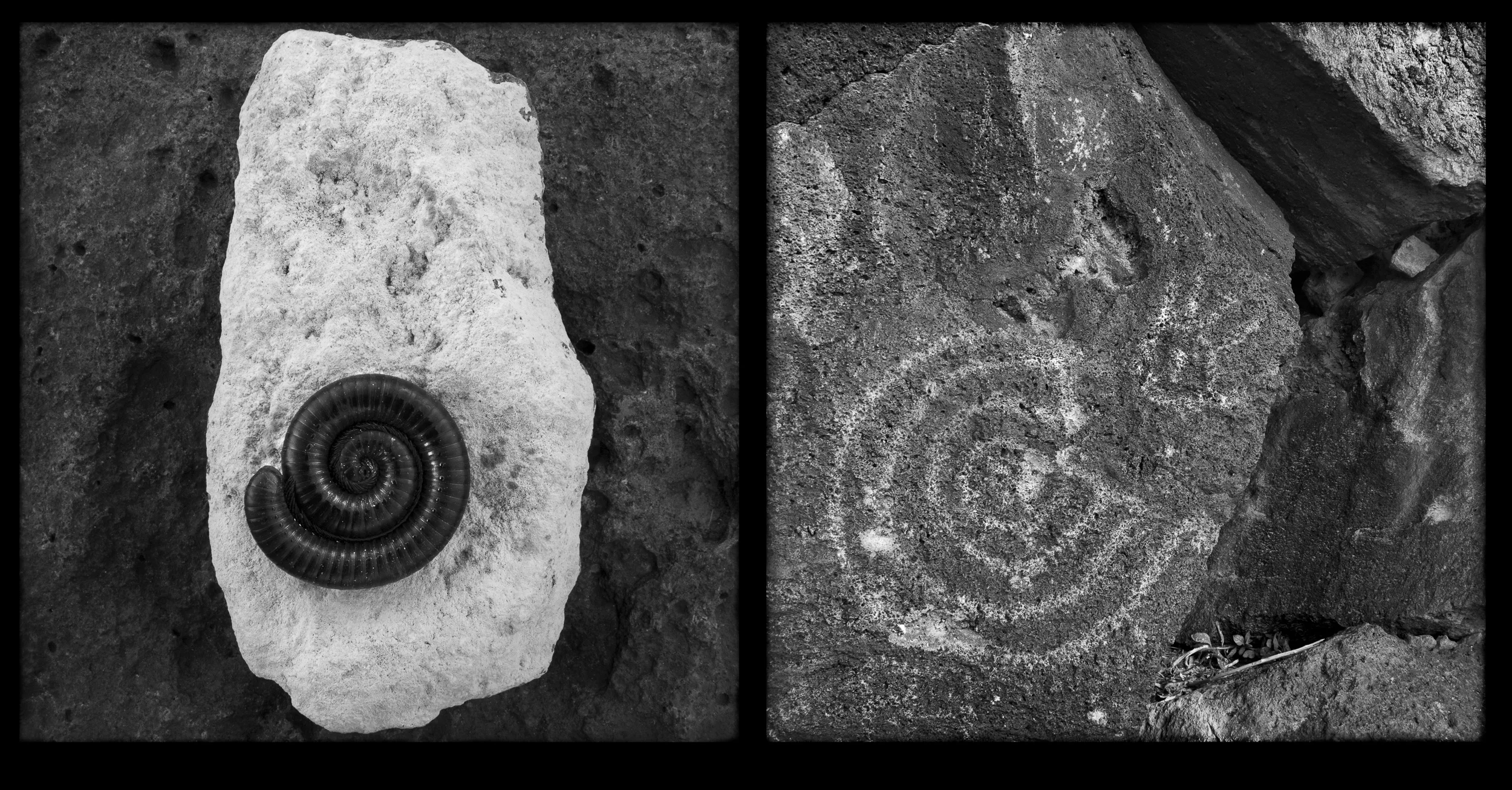 Summer 2009, Millipede Image