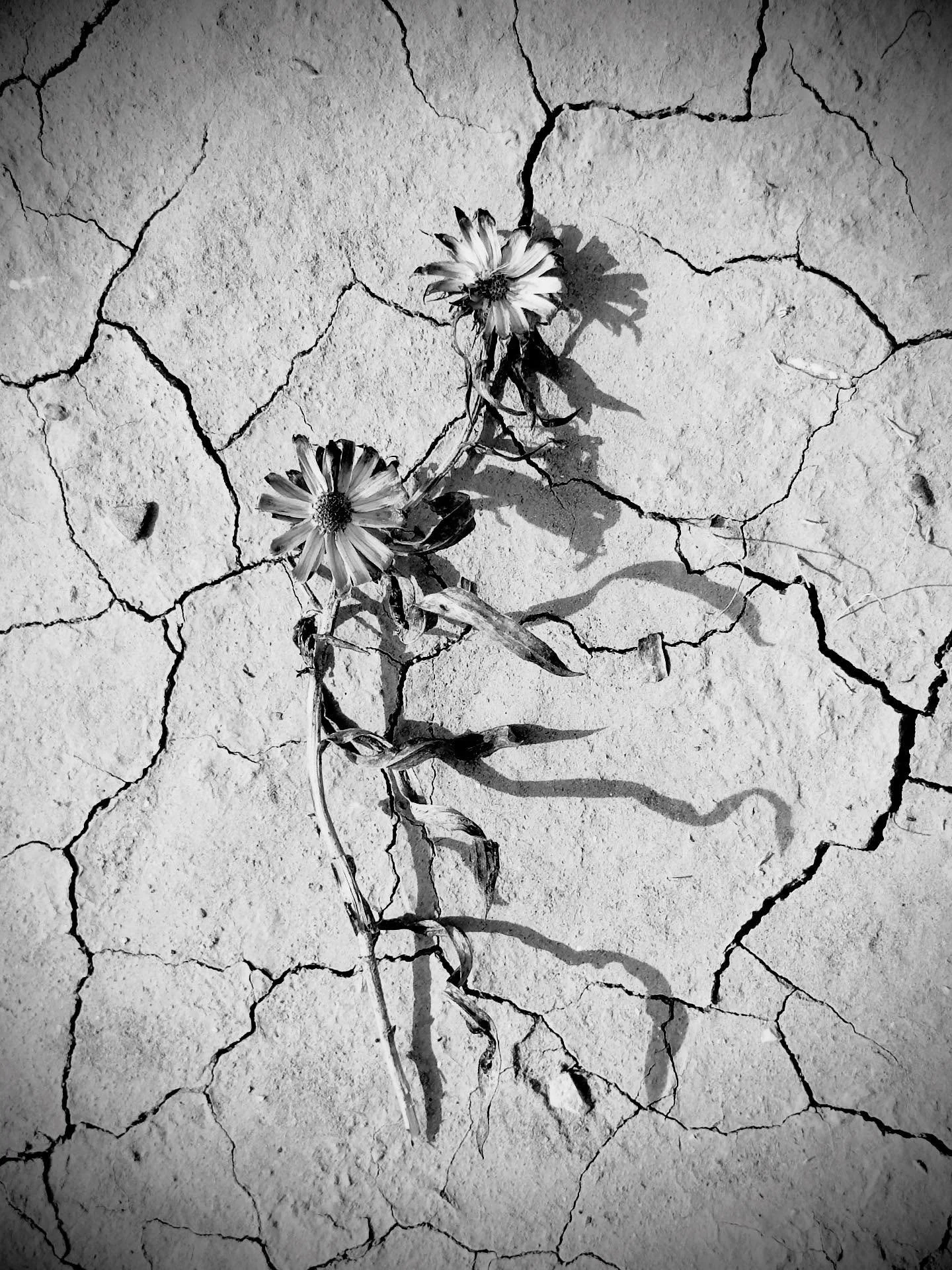 Desert flower. 
#abstractfigurative #naturespeaks #blackandwhitephotography #angelafarisphotography