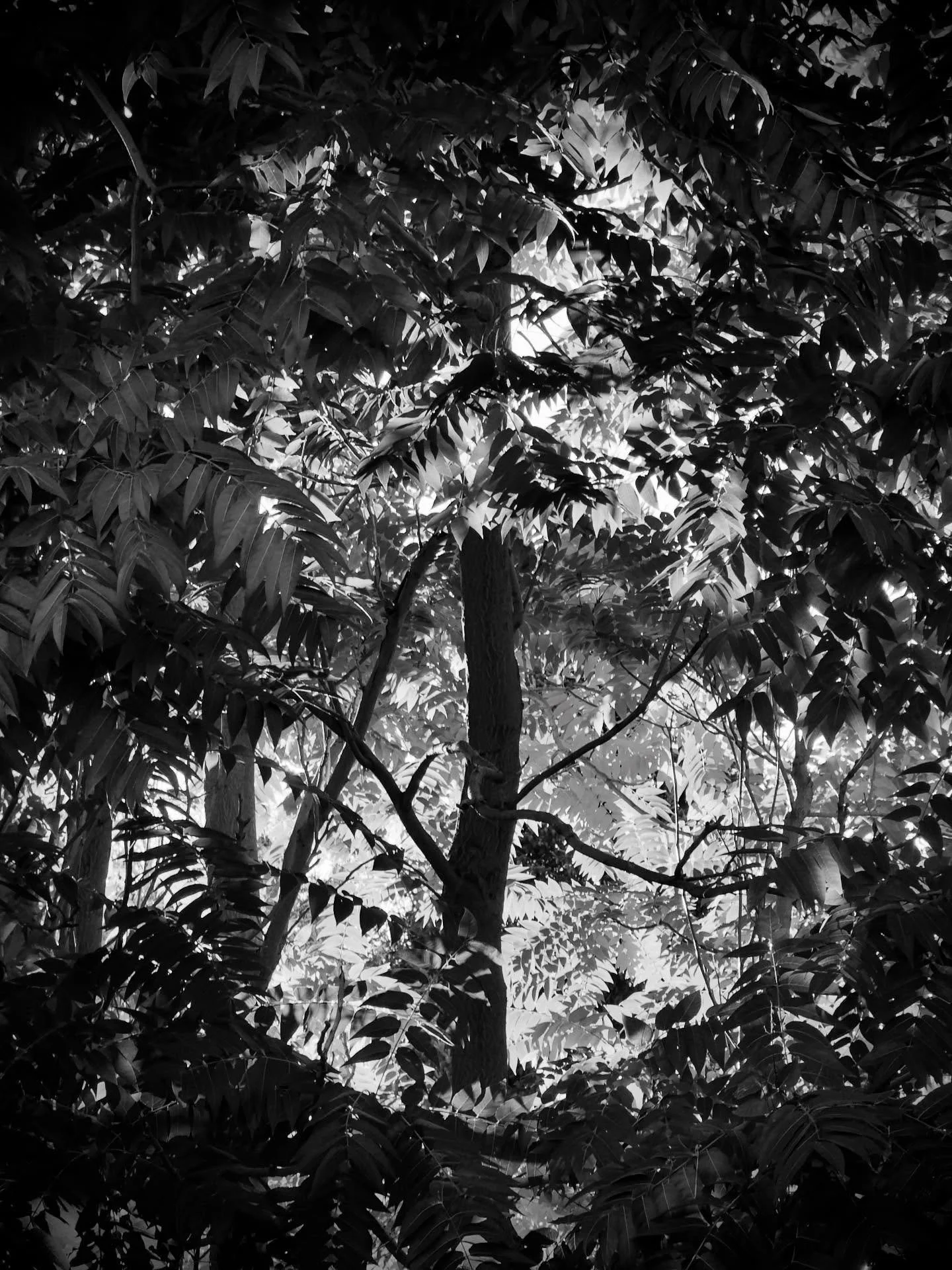 Autumn light through the Tree of Heaven backyard screen. 
#suburbangarden #seethelight #abstractphotography #blackandwhite #angelafarisphotography