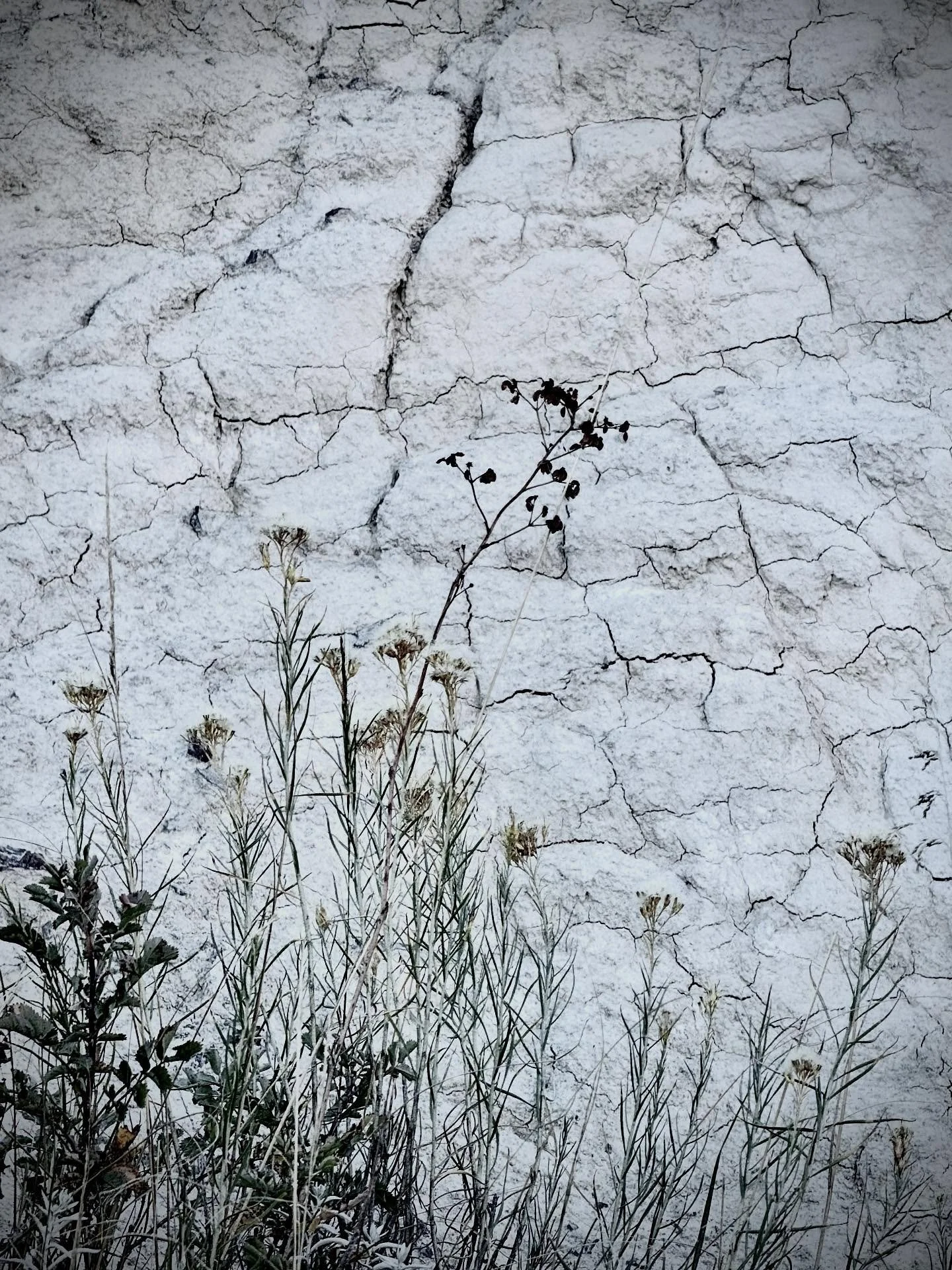 Plant forms against a wall at the Paint Mines. 
#desaturatedcolor #abstractphotography #playingwithphotos #angelafarisphotography
