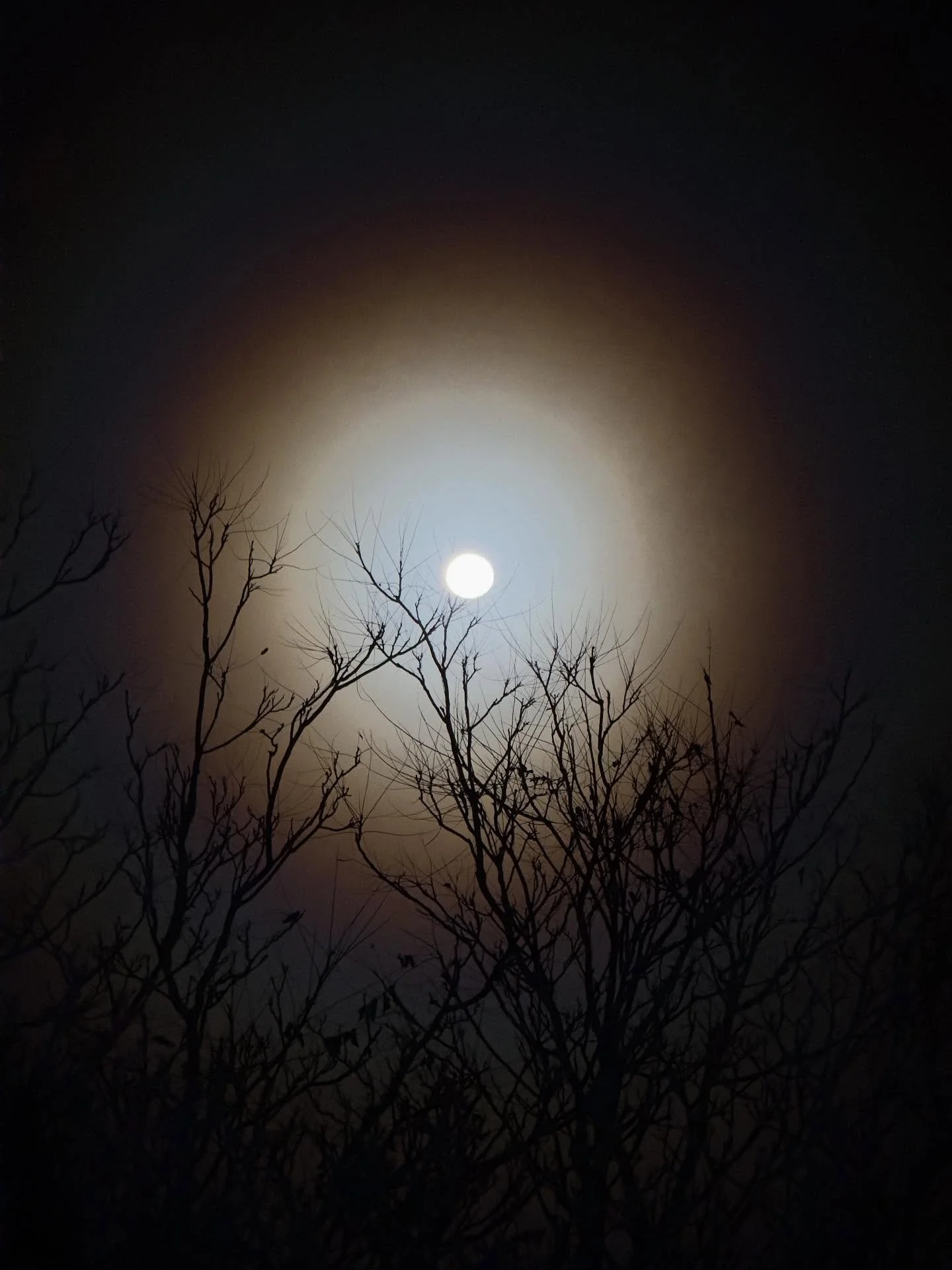 What a beautiful moon&hellip;Waking early has its rewards.  #moonglow #ringaroundthemoon #lunarhalo #angelafarisphotography