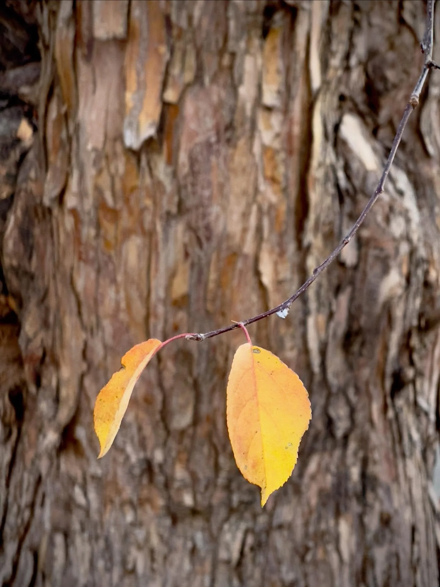 Just another &ldquo;Zen Twig&rdquo; amid my wanderings. 
#autumnleaves #urbanlamdscape #winteriscoming #zeniseverything #angelafarisphotography