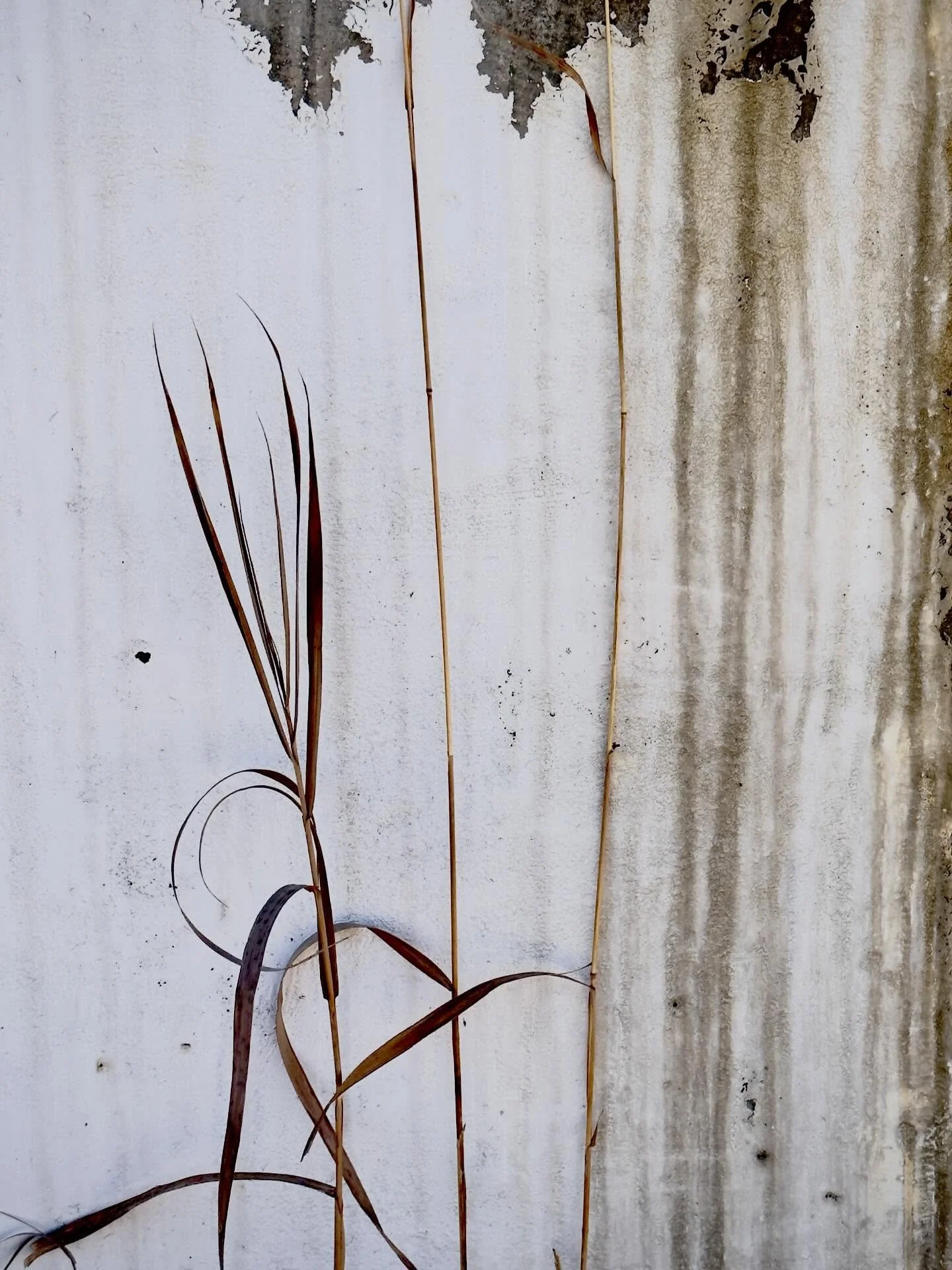 On my walk today, among some trees beginning to bloom, I saw a single cabbage white butterfly. He was flying as though dazed, somehow knowingly out of place or time. The sight of him made me smile with the joyful promise of spring. I said to him, &ld