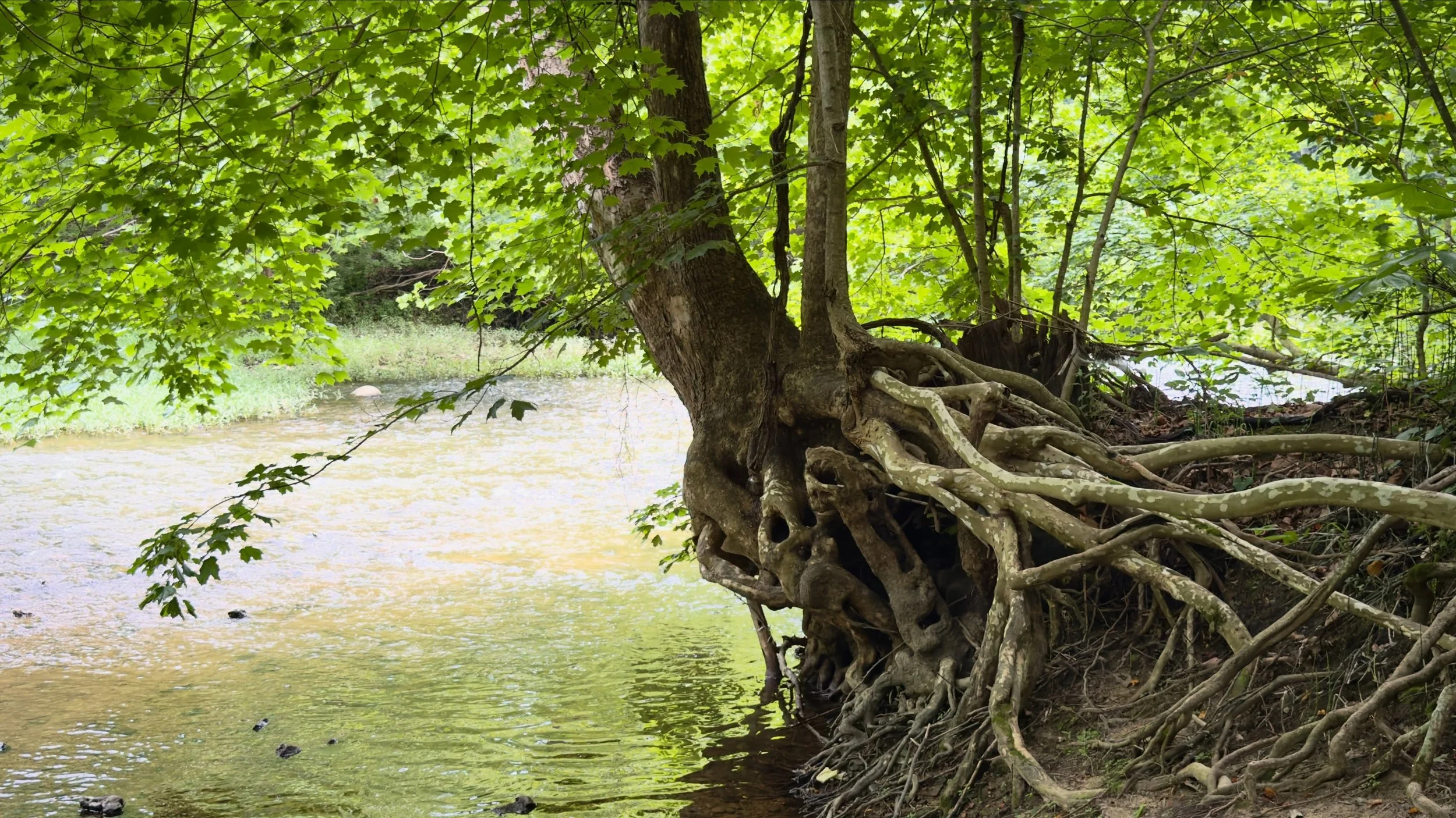Everyone feels this way sometimes. 
Be like this tree&hellip;just hold on. &hearts;️