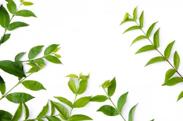 green-leaf-texture-leaf-texture-background-top-view_35766-552.jpg