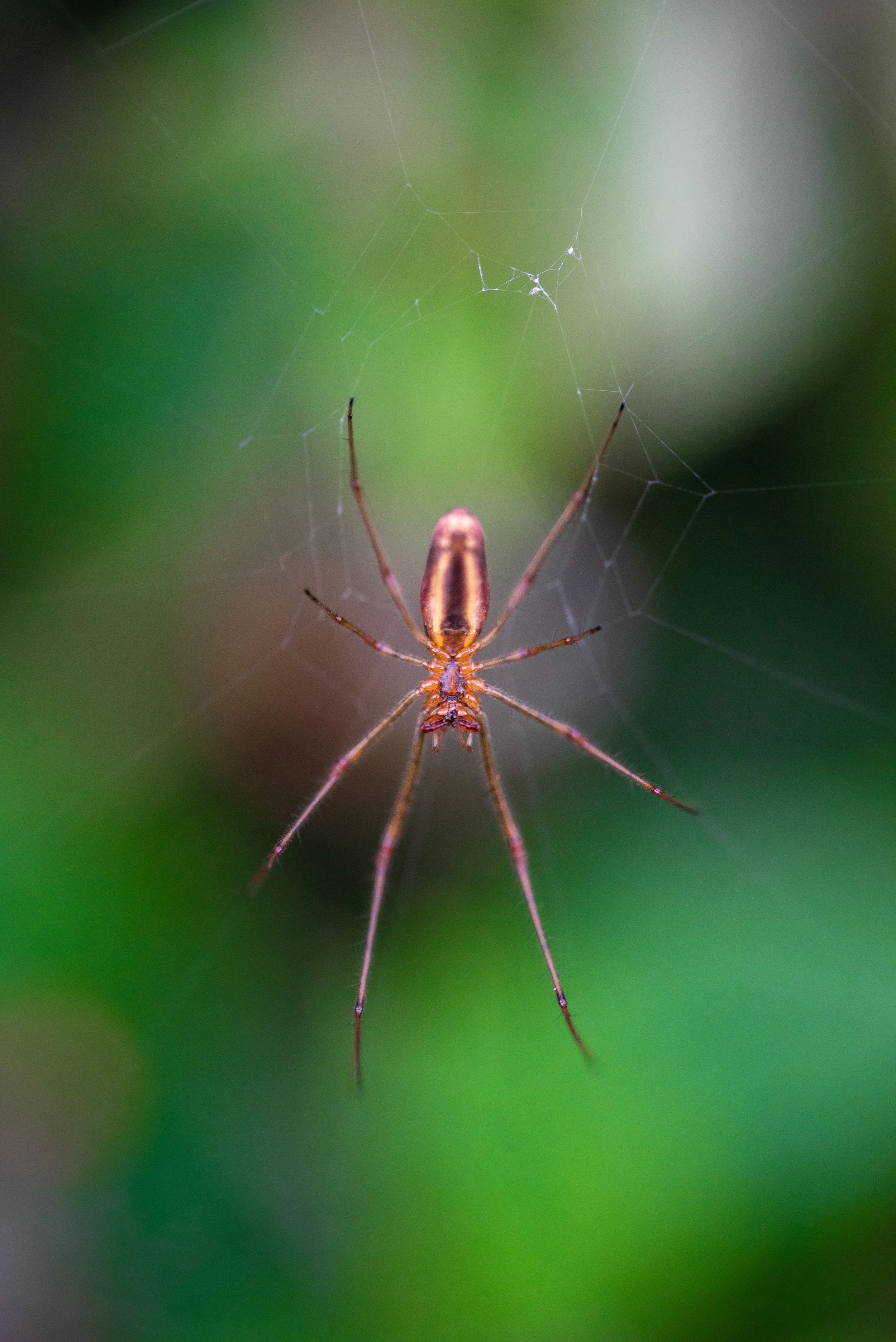Spider-Macro-Ann-Vu-Nguyen.jpg