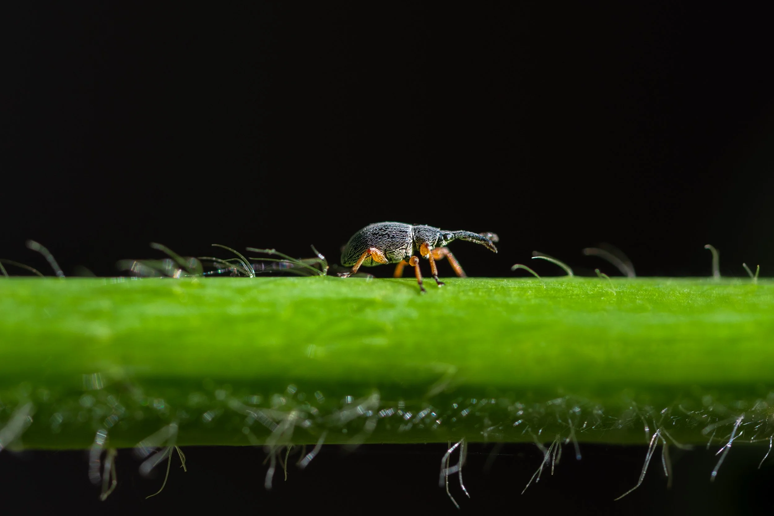Weevil-Macro-Photography.jpg