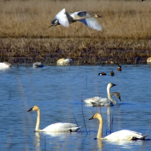 Tundra swans are a frequent site on Carty Lake. Photo ©Linda Severson