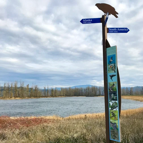 You’ll be seeing the Refuge in a whole new way along the Gibbons Creek Art Trails once the Columbia River Reconnection project is complete.