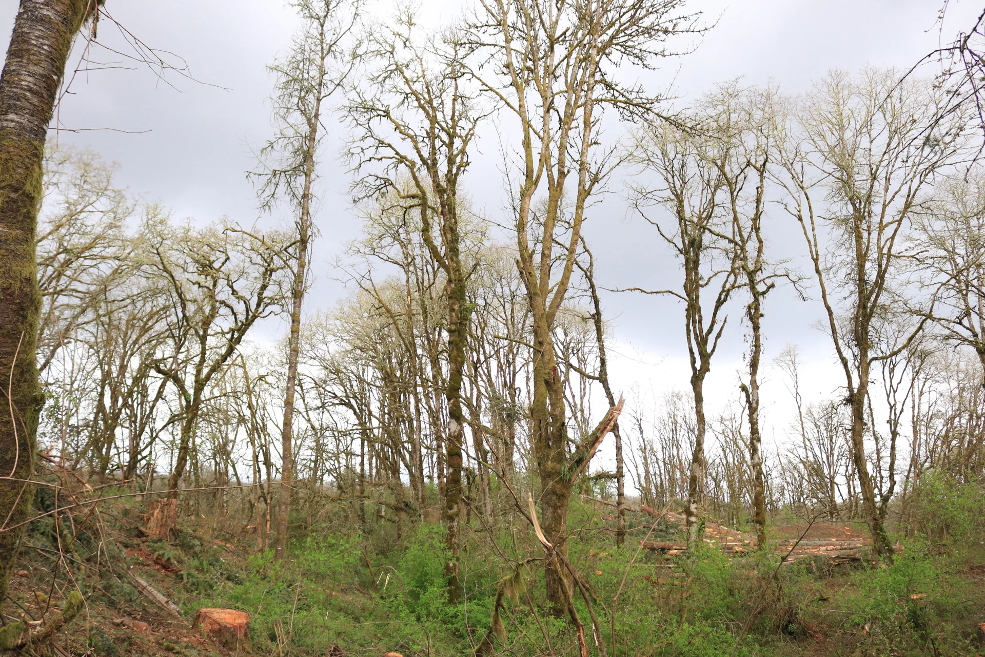A crew brought in by the Cowlitz Indian Tribe has been removing fir trees from Ridgefield NWR’s Carty Unit since March 18th, creating some “elbow room” for Oregon white oak.