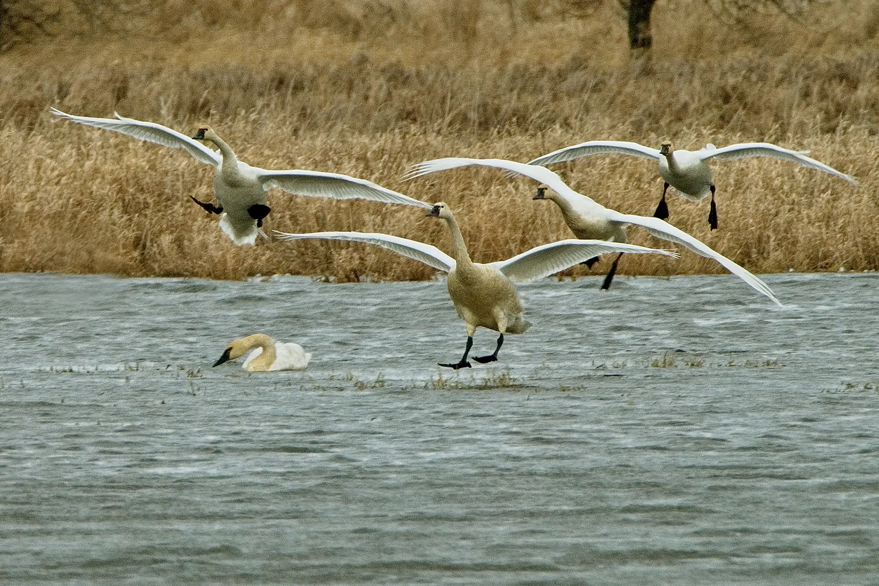 Carty Lake is known for its high concentrations of tundra swans. Photo by USFWS