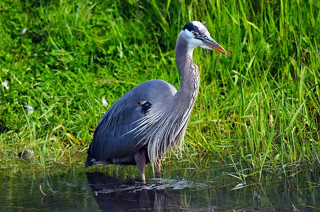 Along the trail you might take a page out of the great blue heron’s playbook and pause for quite reflection. Photo by USFWS