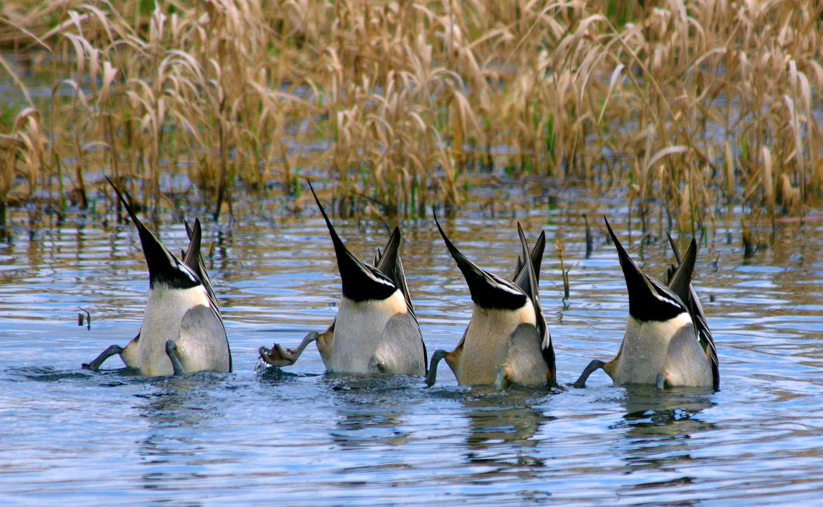 Does the wildlife duck and cover during Refuge construction projects? Photo ©Dan Dzurisin