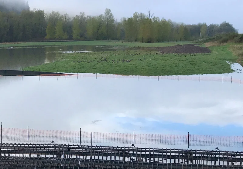 About 200 geese in the North River Pasture, near the bridge construction site.