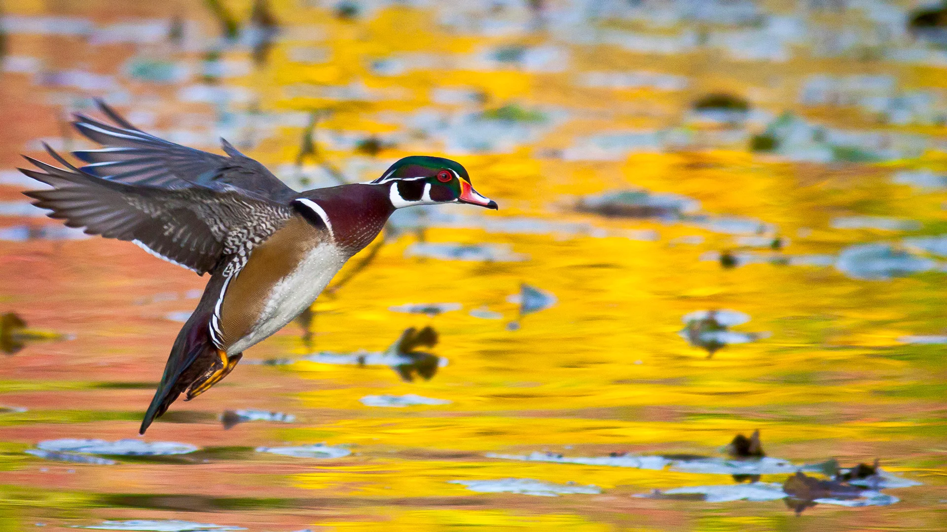 WoodDuck-eric-vogt.jpg