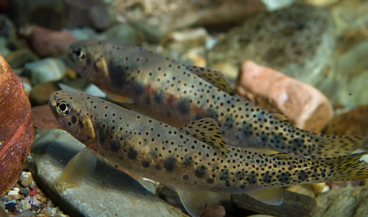 While not as common today, cutthroat trout have been known to inhabit Gee Creek.