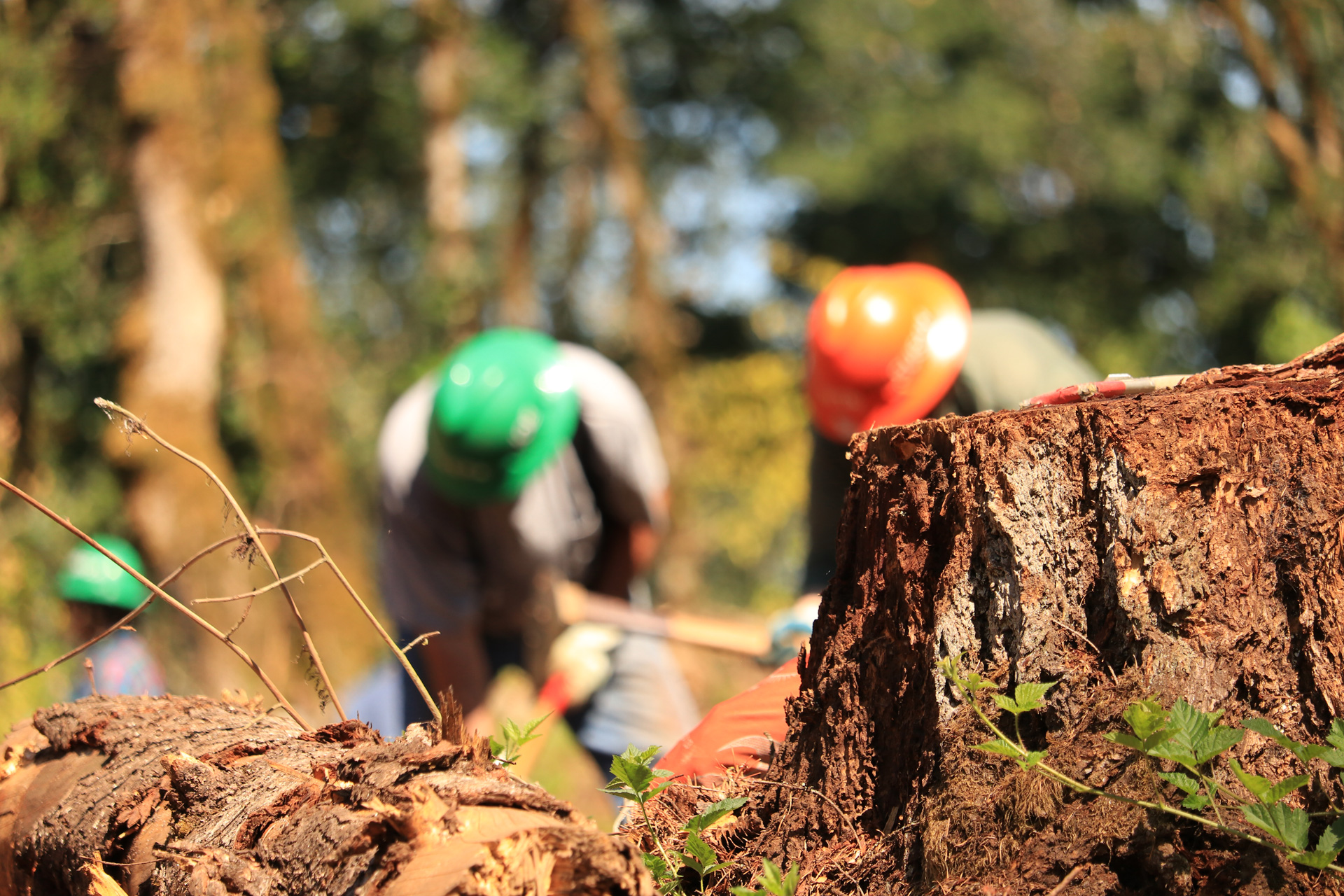 Working-Near-Stump.jpg