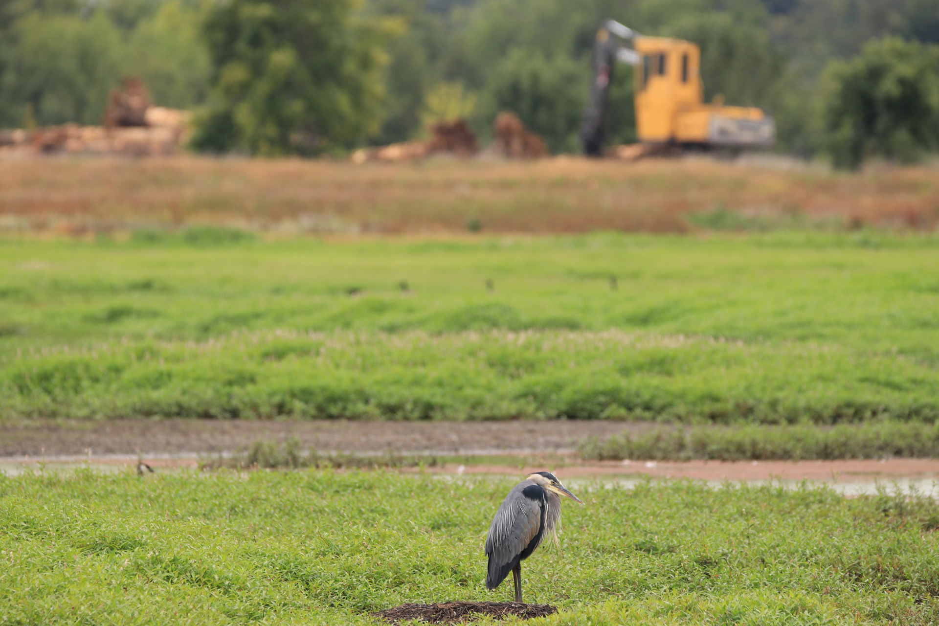Egret-and-Logs.jpg