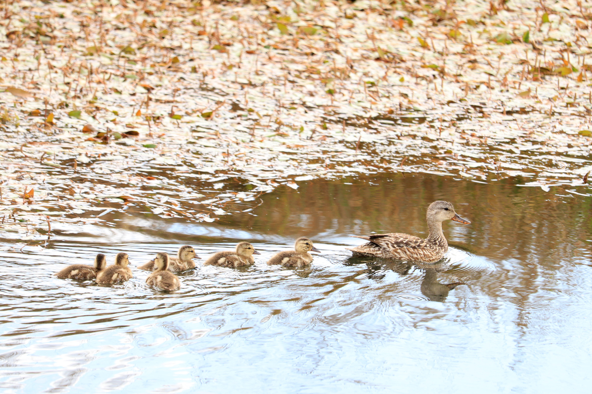 ducks.jpg