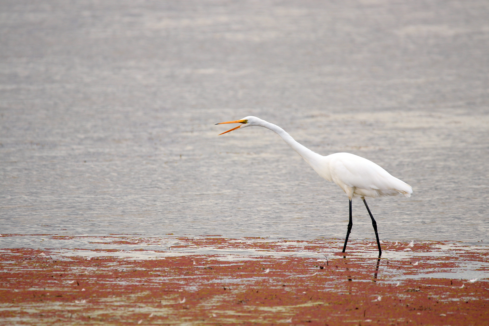 Great-Egret-open-beak.jpg