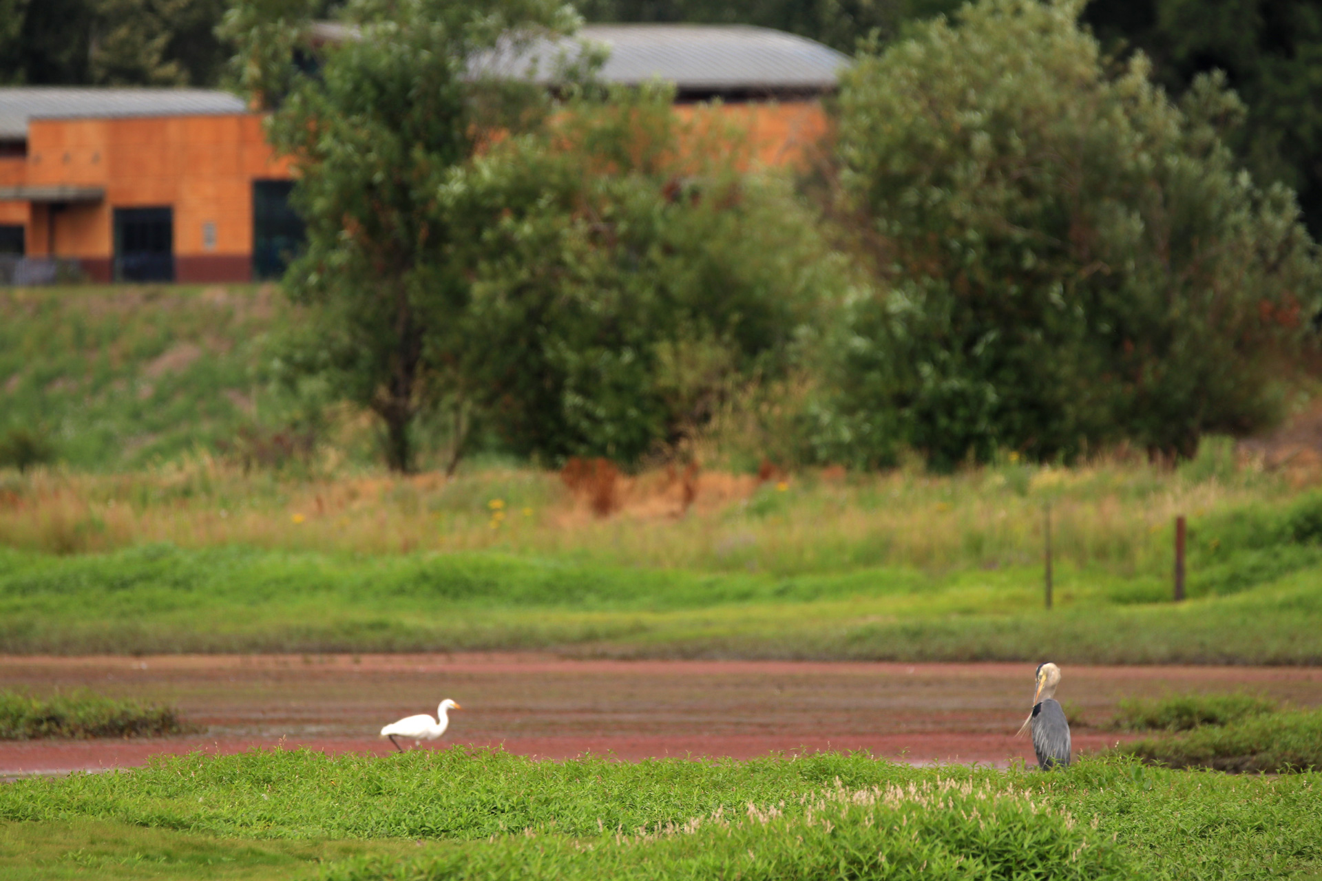 Heron-and-Egret-by-building.jpg