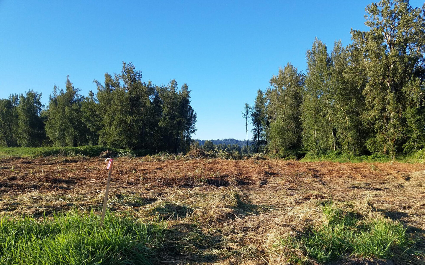 Tree Removal  – Aug 2020. View south showing clearing through black cottonwood stand for construction of west setback levee. Approx. 1 ac of forest was removed for the levee. The clearing was timed to allow the nearby great blue heron colony to fledge the nestlings. Again, all trees removed will be salvaged and placed into Expanded Habitat areas to provide structure.