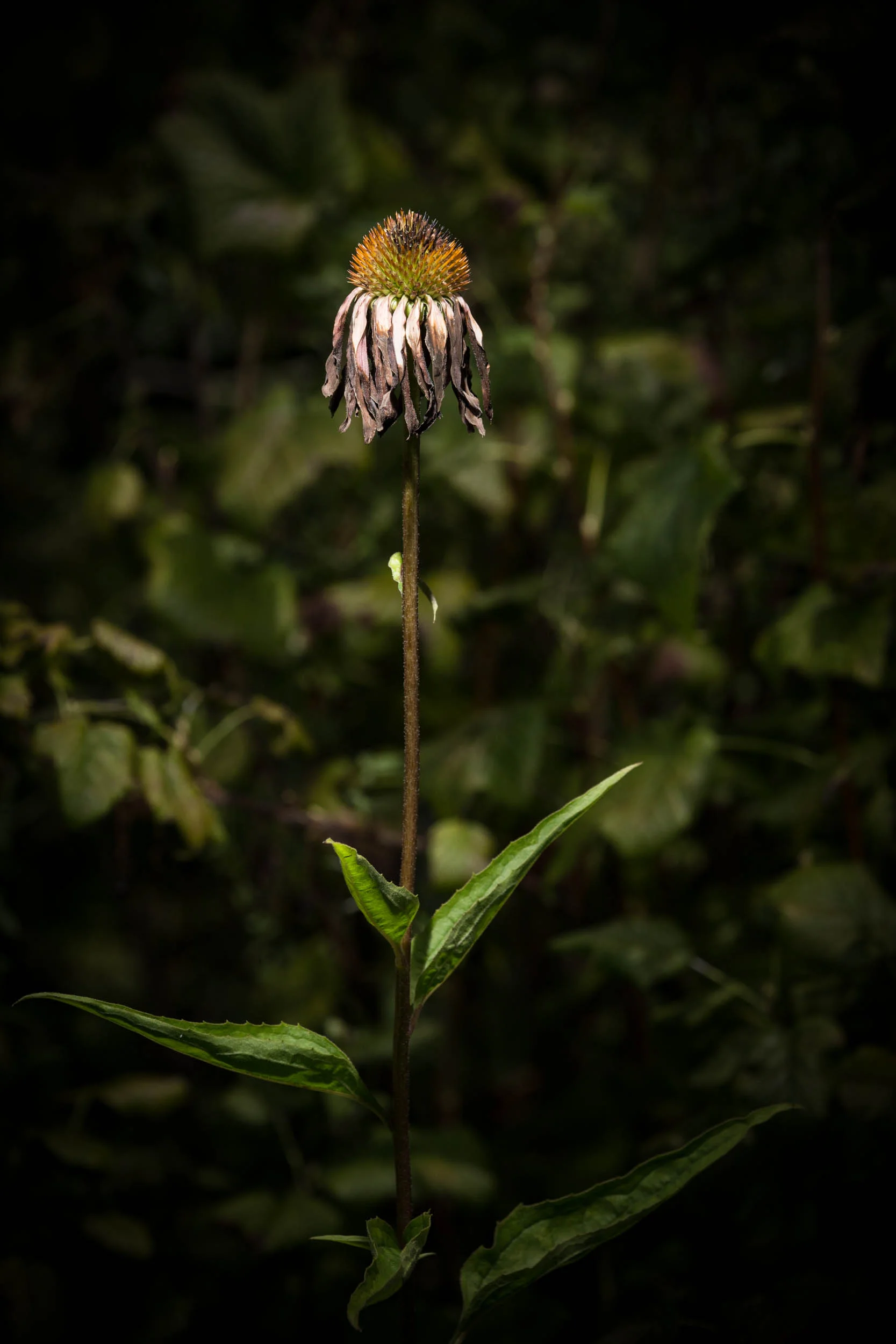 Intimate portraits on the dark prairie