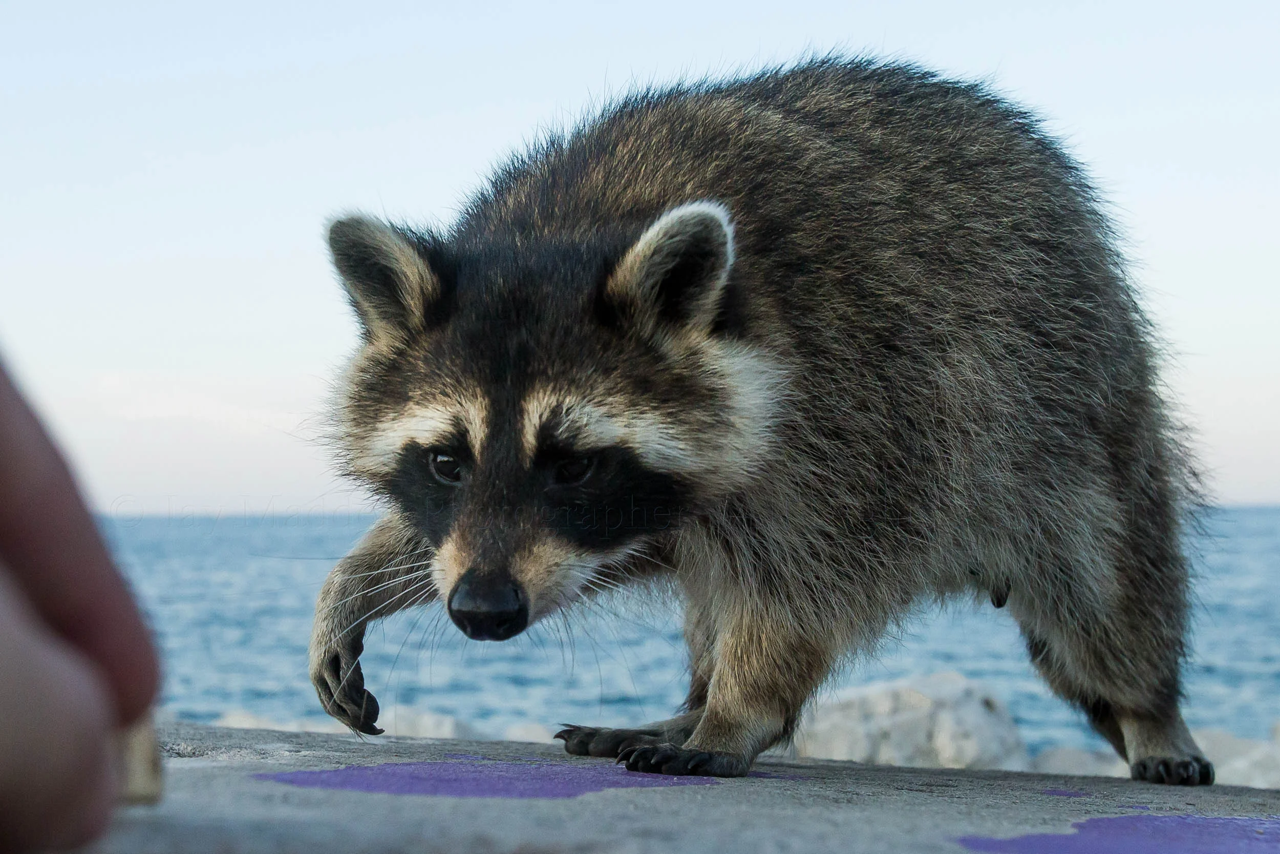 Dinner Date with the local Trash Pandas