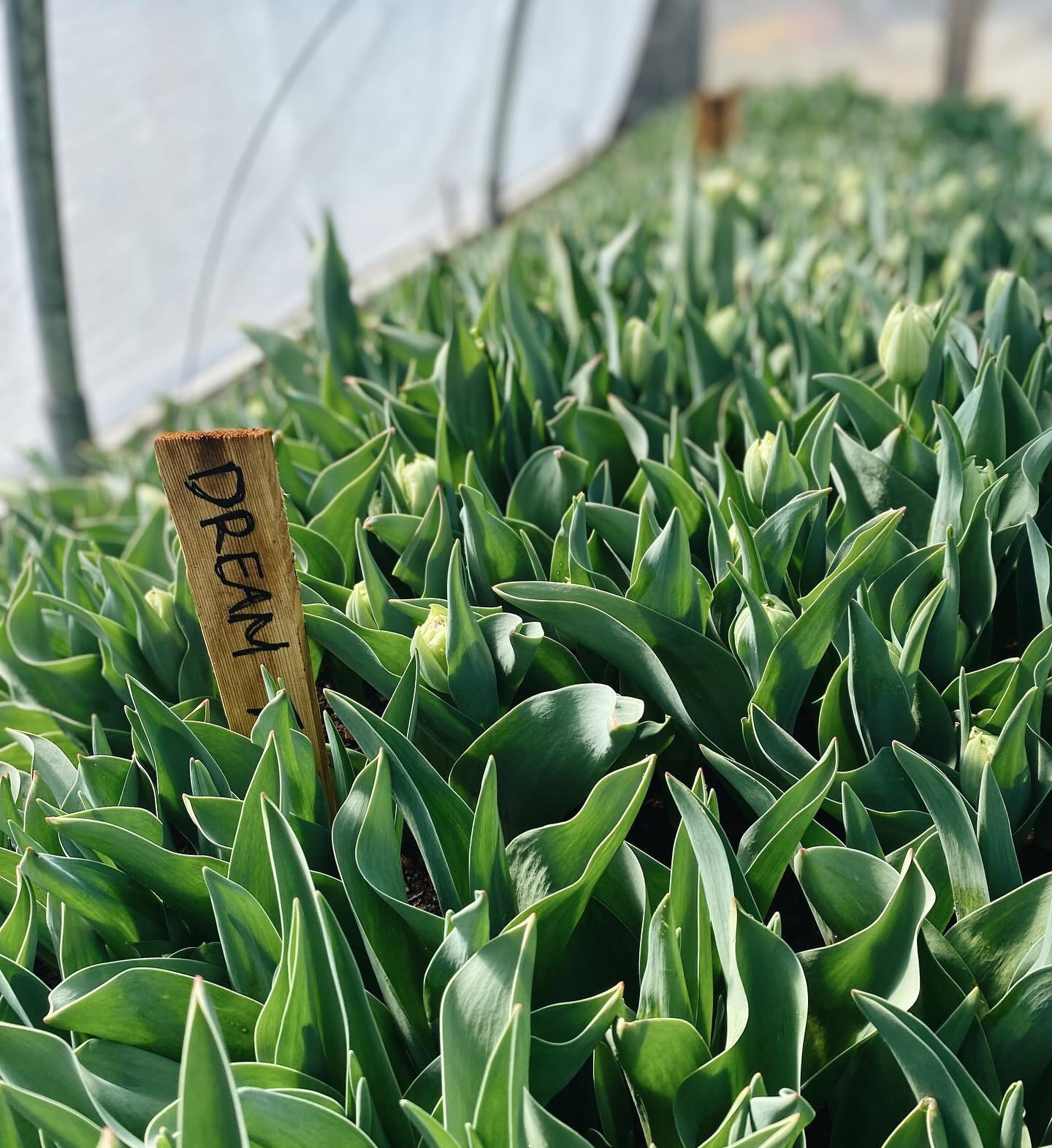 Tulips coming in hot! We&rsquo;ll have flowers available within the week- stay tuned! 🥳🌷☀️