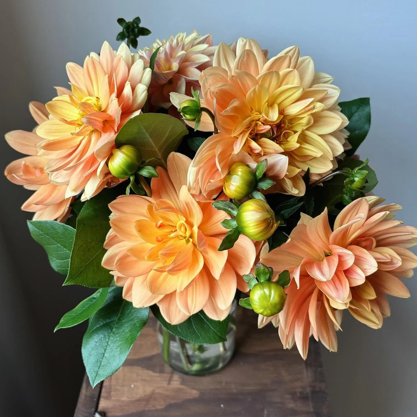 Keeping a few of these last blooms for myself before a cold night takes them all later this week. This is Rancho and is my absolute favorite dahlia this season!
