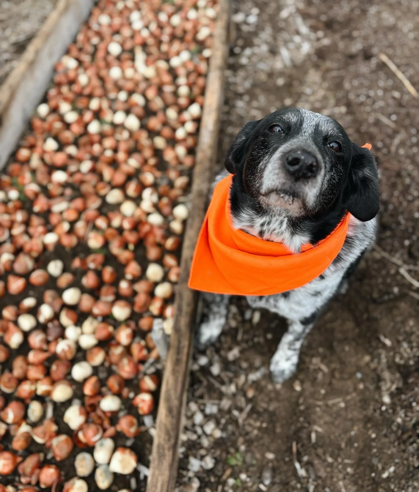 Sweetest tulip crew this morning 🥰