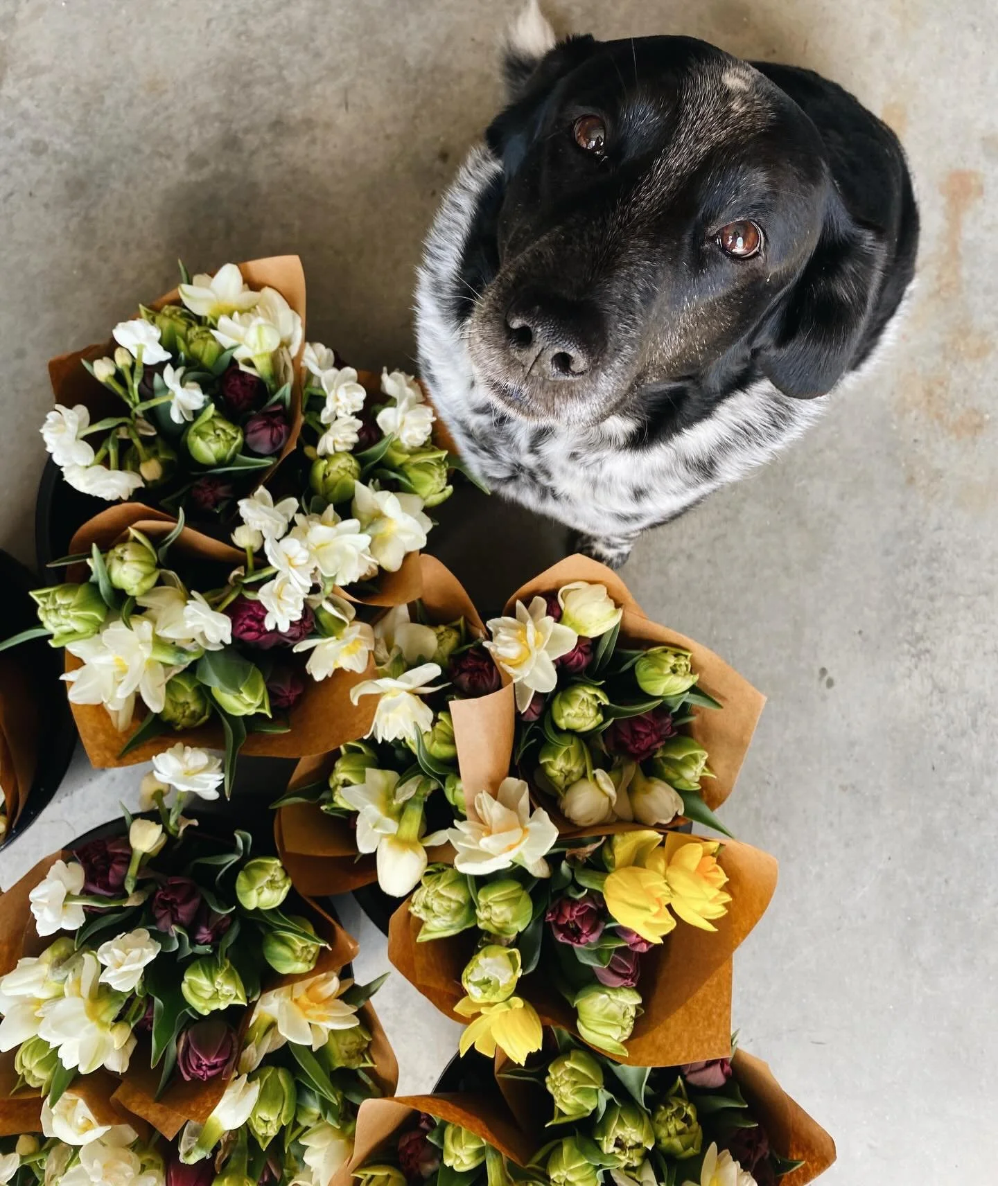 We picked a winner! Congratulations @averysfriend on winning a spring bouquet subscription- we&rsquo;re so happy to share flowers with you this season! 🌷 

Thank you all for showing up and raising nearly $1000 for @mainesolidarityfund @ilapmaine and