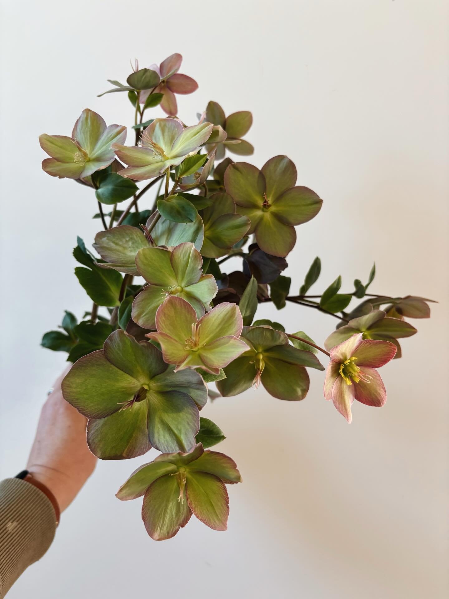 Favorite flower of the moment- Hellebore!