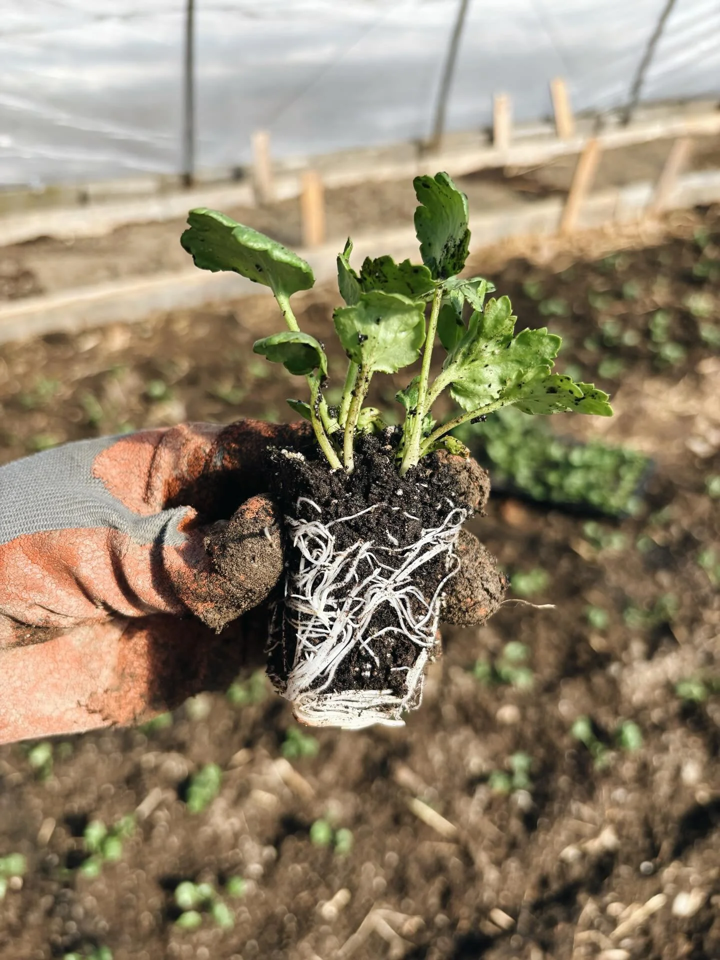 Lots of very happy ranunculus planted today! What a treat to be digging in the dirt for another season 🌈