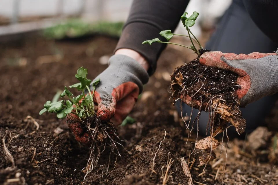 The final round of ranunculus went into the ground over the weekend, and the hoophouse is now totally full with spring flowers! 💐 

Thank you @bullockphoto for the beautiful photos! ❤️