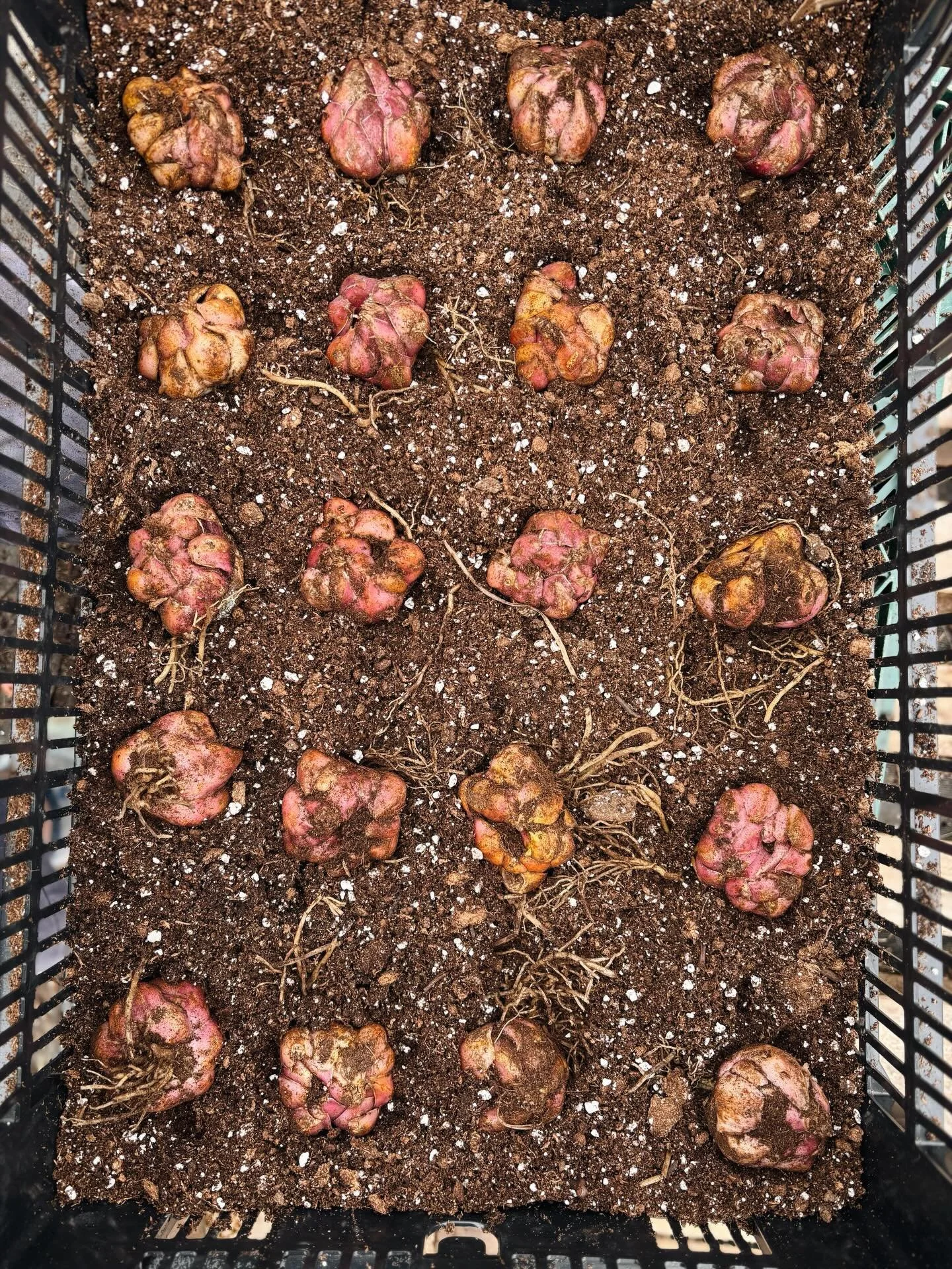 Won&rsquo;t be long before we&rsquo;re swimming in Lilies again! Thanks to @deedemont for getting hundreds of these juicy bulbs planted this week!