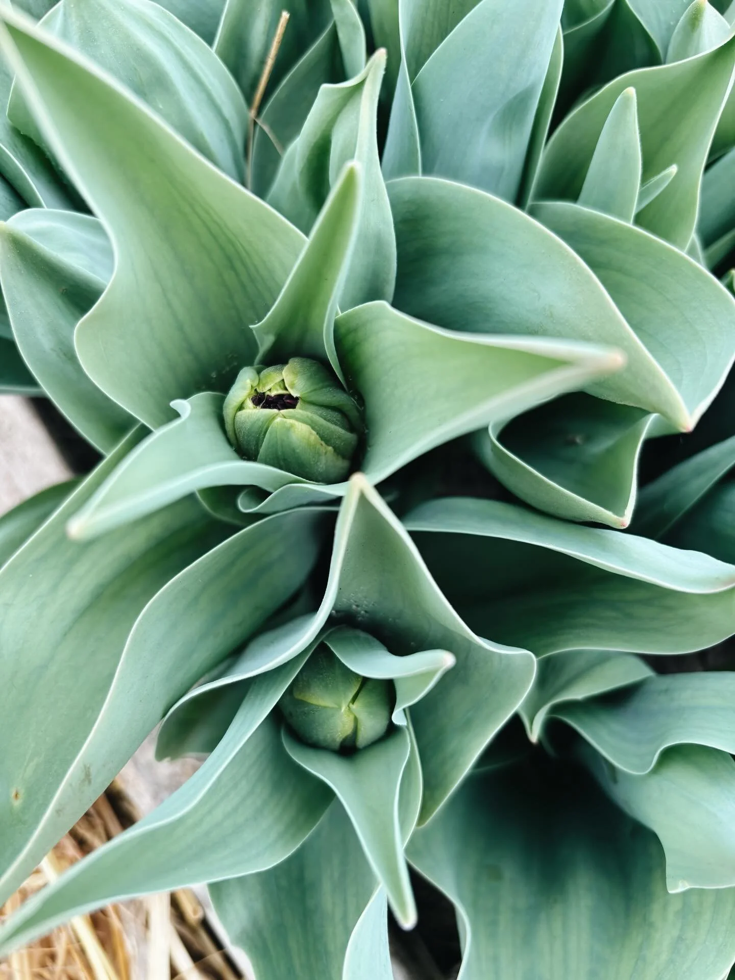Hoophouse tulips are budding up!