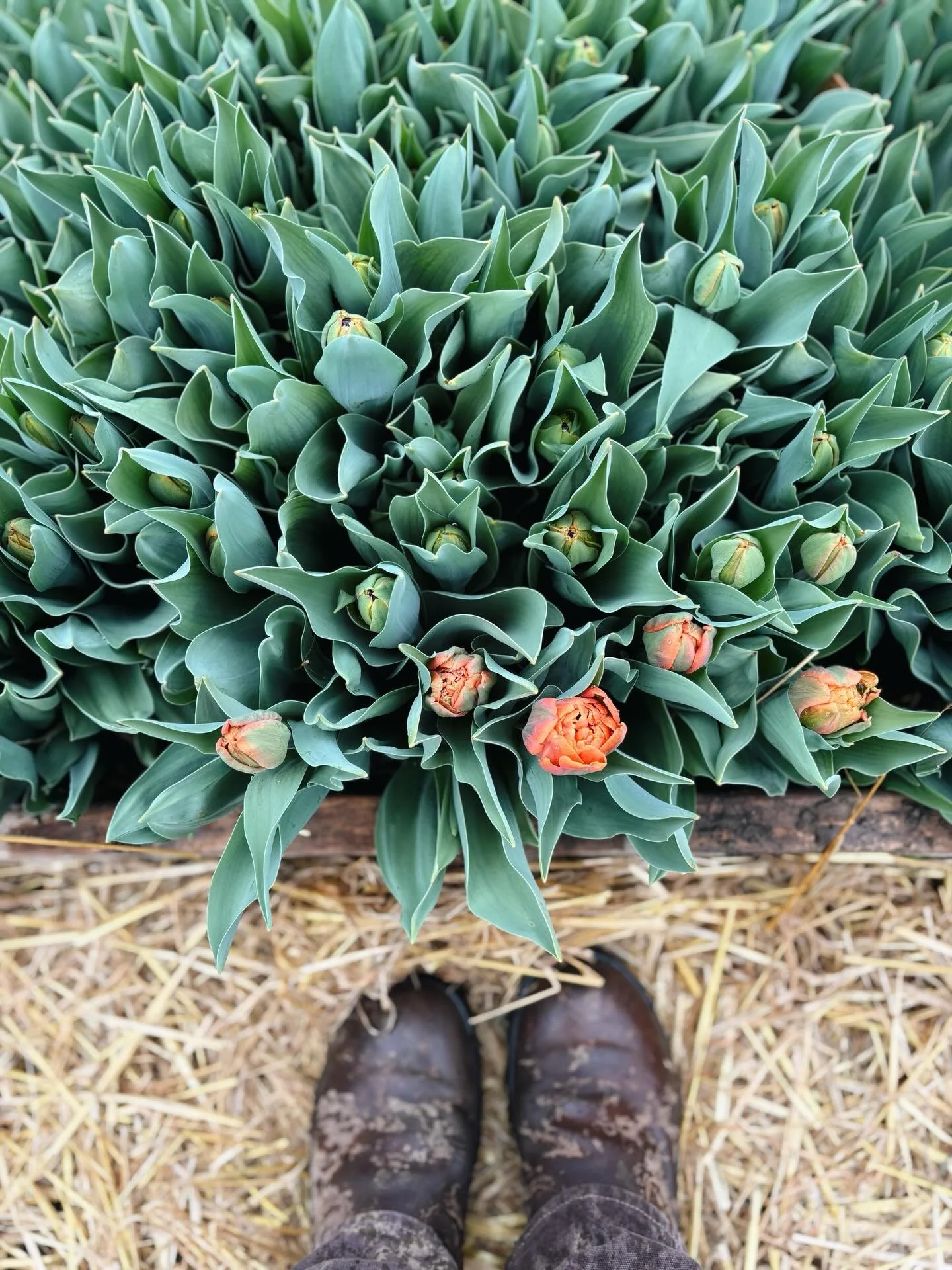 Tulips are coloring up and we&rsquo;ll be harvesting armloads in the weeks ahead! 

Be sure you are on our mailing list and be the first to know where you can find them- link in bio to sign up!