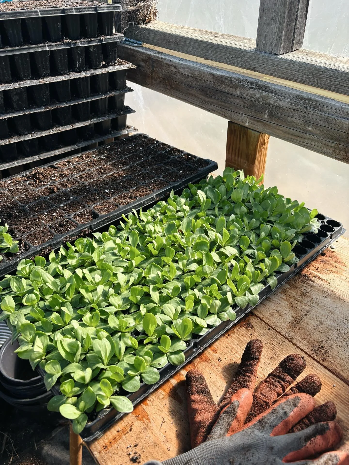 Lots of lisianthus getting planted out this week! Thank you @farmerbaileyplugs for the beautiful plants! 🌱